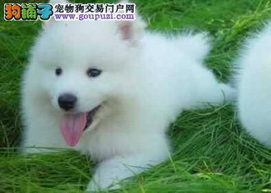 精选纯种萨摩耶犬几个要注意的方法