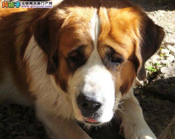 圣伯纳犬的选购特点和它的基本习性