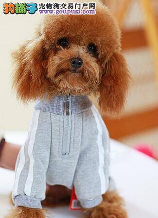 高手指点如何让贵宾犬“站如松，行如风”