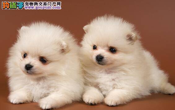 想要饲养博美犬 你要具备哪些条件