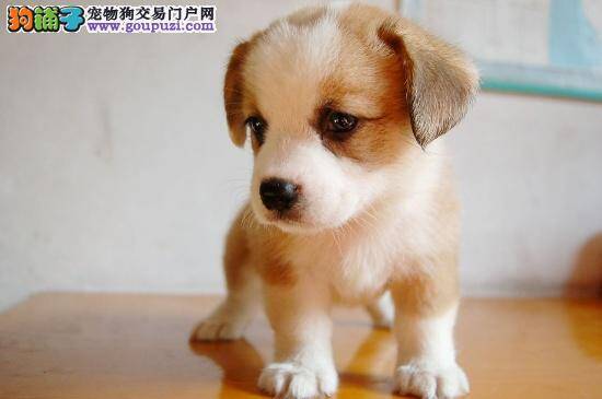 柯基犬患上真菌性皮肤病应如何医治