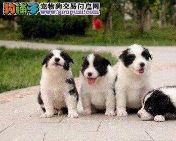 边境牧羊犬抽搐，大小便失禁是什么病