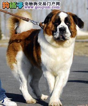 解决狗狗挑食的毛病 治疗圣伯纳犬的节后综合征