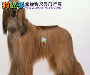 怀孕一本全 怎样照顾妊娠期的阿富汗猎犬