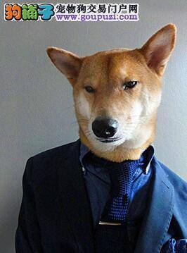 寻找优质狗粮 判断柴犬狗粮是否优质的方法