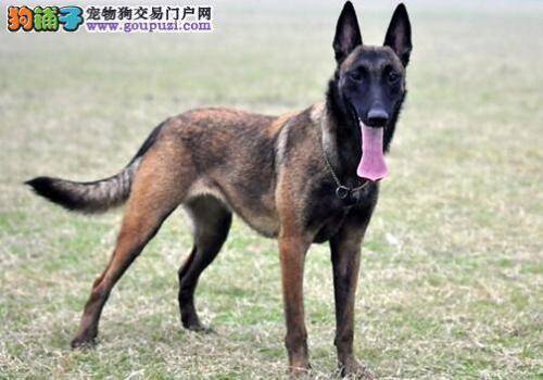 搞清狗狗叫声的含义 能否避免马犬受到伤害