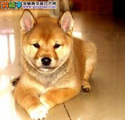 轻松搞定柴犬吃药困难的问题