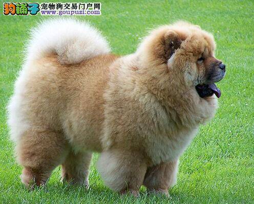 关于纯白色松狮犬的相关知识与简介