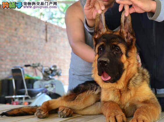 德国牧羊犬没有症状的咬人是狂犬病吗