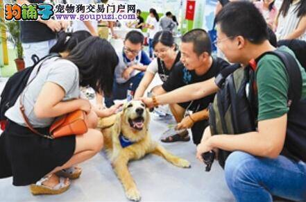 第四届慈展会开幕昨日开幕 金毛犬“豆包”成教授