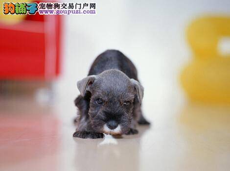 对于雪纳瑞而言，水的重要性有哪些