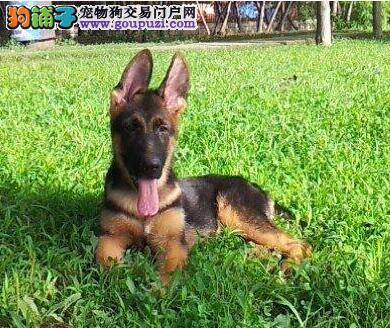 才40多天的小德国牧羊犬怎么饲养