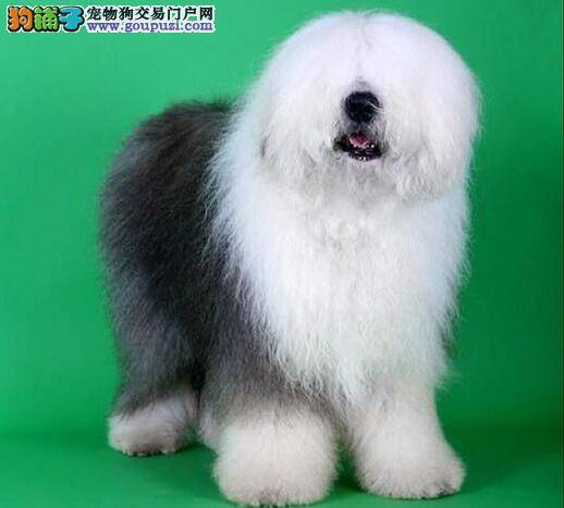 拥有毛发披满全身的帅气古代牧羊犬