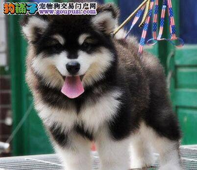 阿拉斯加犬吃多了开始拉肚子如何治愈