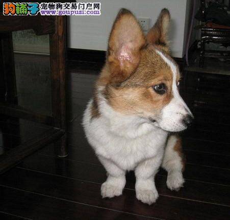 帮助大家买柯基犬的方法