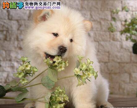 母犬临产预兆与养护 怎样让松狮犬顺利的分娩