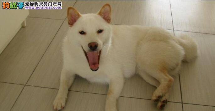 柴犬的调教与饲养方法及生活习性