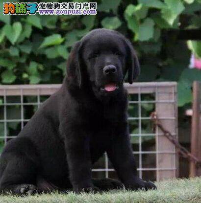 拉布拉多犬肚子上长红疹子瘙痒用什么药治疗