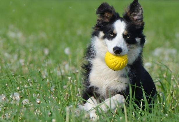 边牧多少钱一只幼犬