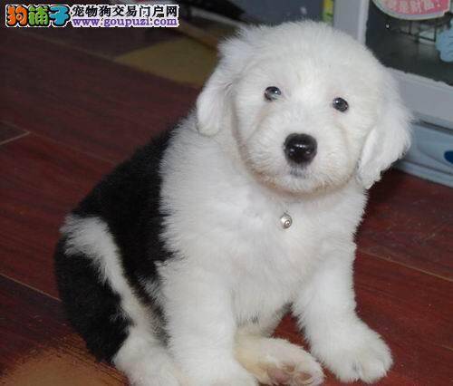 想要买到健康的古代牧羊犬主人们要怎样做