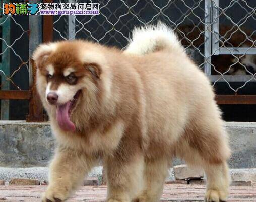 阿拉斯加犬最近严重的掉毛应如何缓解