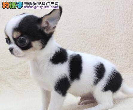 如何挑选一只真正优秀并且健康的吉娃娃