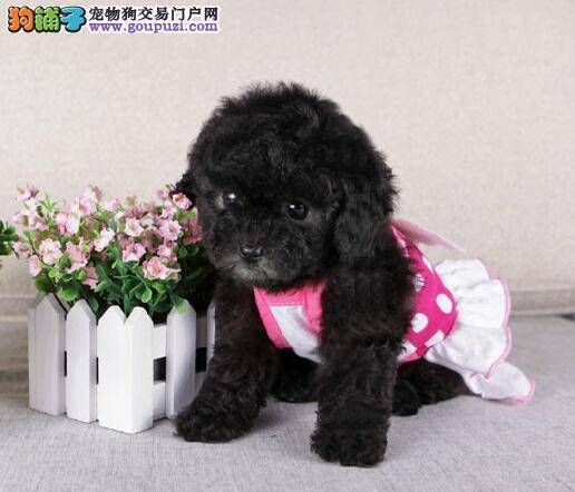 贵宾犬忽然拉稀便血、吐黄水怎么办