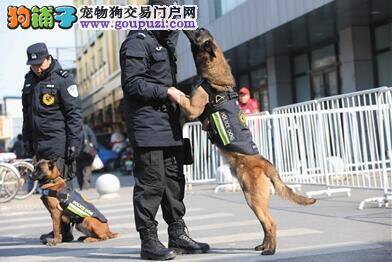 警犬身穿新警服亮相北京西单 装备新安全性高
