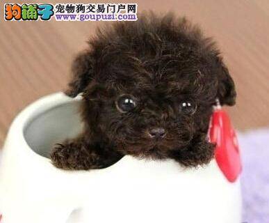 正确审视 怎样区别纯种健康的泰迪犬