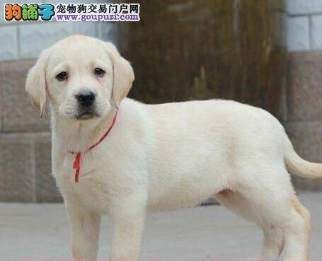 拉布拉多犬便便里有白色的虫子，需要驱虫吗