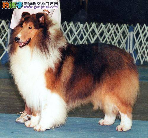 苏格兰牧羊犬为什么老挠痒痒都挠破了