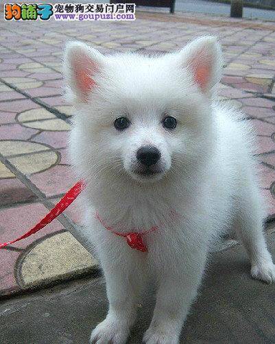 银狐犬不知道为什么身上的毛发都少了