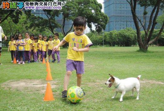 小学有狗语课！五字诀学跟汪星人相处