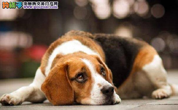 防止比格犬皮肤干燥 定期给米格鲁犬做护理