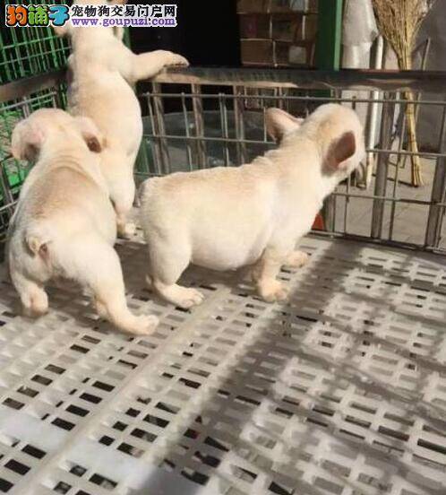 教你如何挑选纯种健康的法国斗牛犬