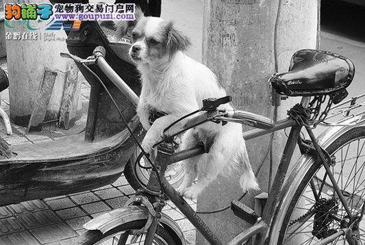 称职小狗帮主人看守自行车 别人给食物都不理不睬