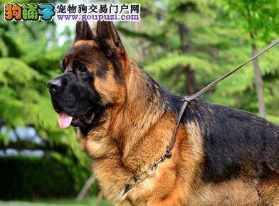 便便颜色可以看出德国牧羊犬是否健康