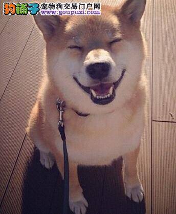 如何为柴犬挑选健康的肉制品