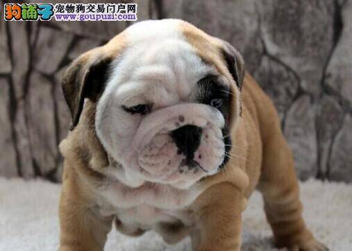 斗牛犬咳嗽的很厉害，而且吐痰求指点