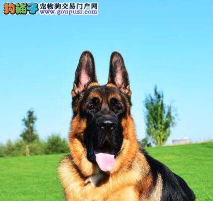 德国牧羊犬下巴一直抽搐，没有其他的症状要紧吗