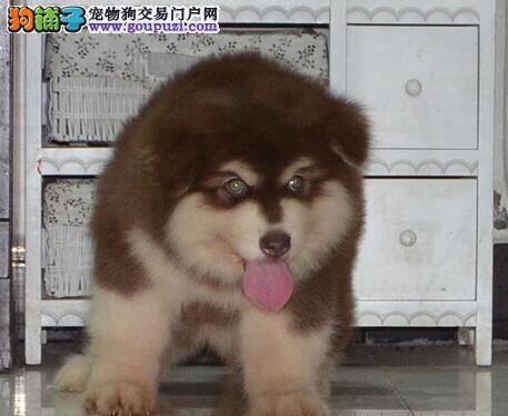 阿拉斯加雪橇犬怀孕的饮食食谱