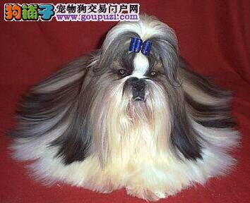 西施犬呕吐原因多 主人应当如何进行处理