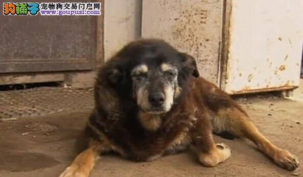 世界年纪最大的狗狗去世 年纪定格在30岁