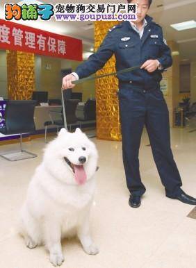 萨摩耶犬商场里走失，被带到派出所等待主人