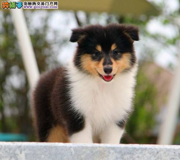 苏格兰牧羊犬最近没有食欲嗜睡是怎么了