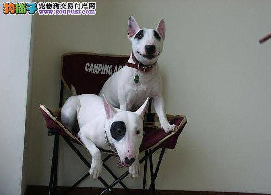 牛头梗耳朵里有红褐色的液体没事吧