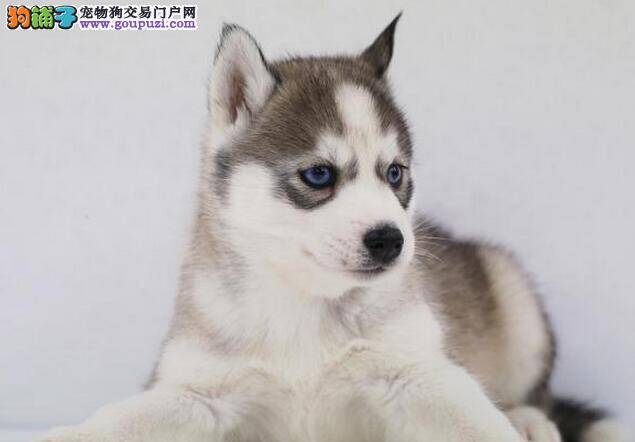 怎样梳理哈士奇的被毛才能一顺到底