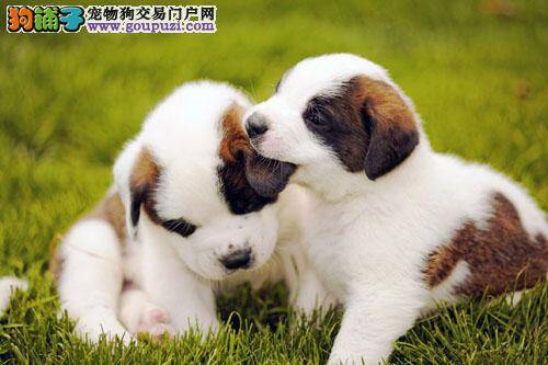 圣伯纳犬的眼睛里有红血丝是怎么回事