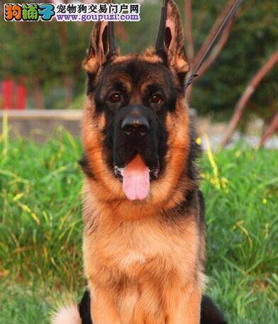 四个月的德国牧羊犬每天应吃些多少狗粮