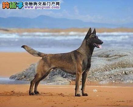 纠正坏习惯 如何防治马犬爬上饭桌